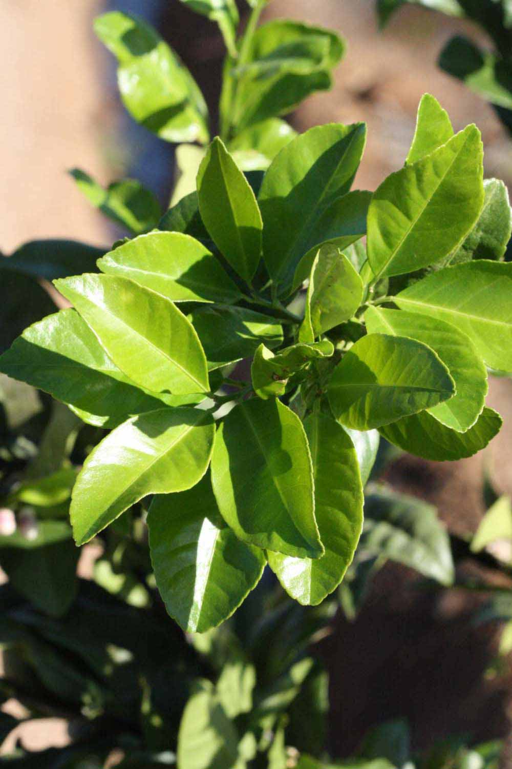              Sun leaves (Riverside, CA)       